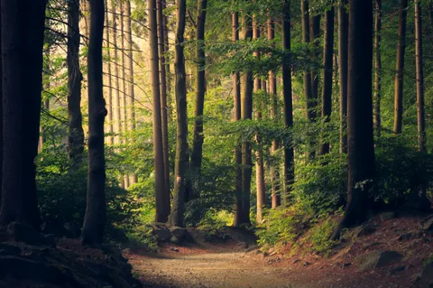 A narrow path entering a dense green forest