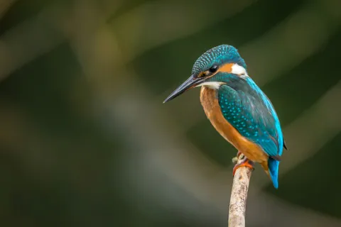 A small bird perched among pale winter branches